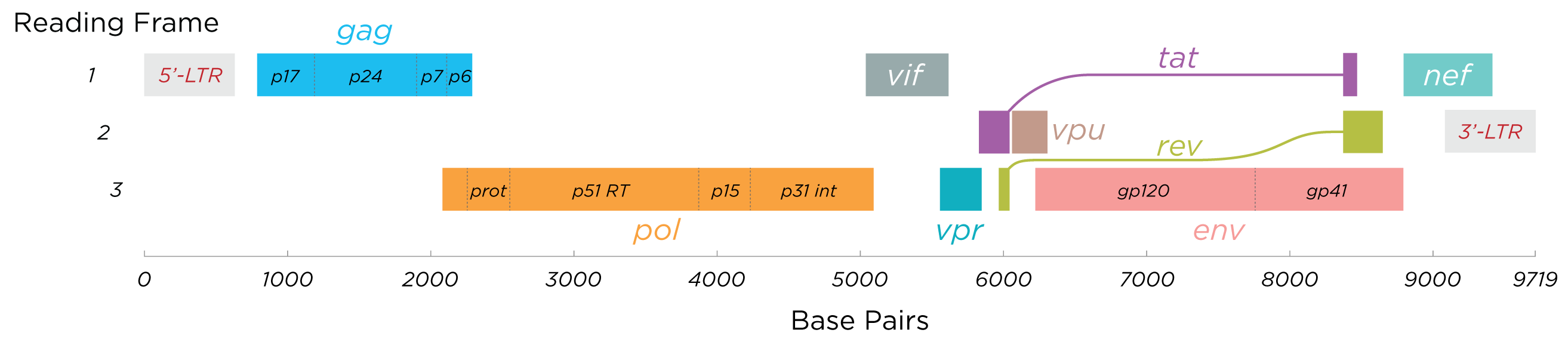 Diagram of the HIV genome